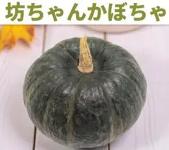 坊っちゃんかぼちゃの種 30粒