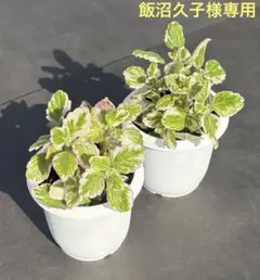 飯沼久子様 リクエスト 2点 まとめ商品