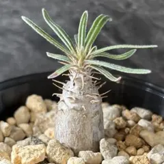 種子 100粒 象牙宮 パキポディウム グラキリス 塊根植物 - メルカリ