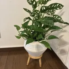 観葉植物　鉢カバー　新品