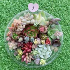 ☆多肉植物　セダムカット苗詰め合わせ③