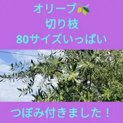 ユーカリ 80サイズポポラス グリーン ドライフラワーにも - メルカリ