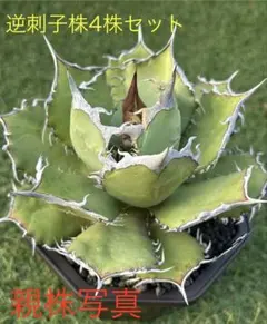 2025年最新】アガベ 子株 セットの人気アイテム - メルカリ
