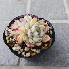 多肉植物 おらいさん苗 青札 花うらら×ざわわ カット苗 - メルカリ