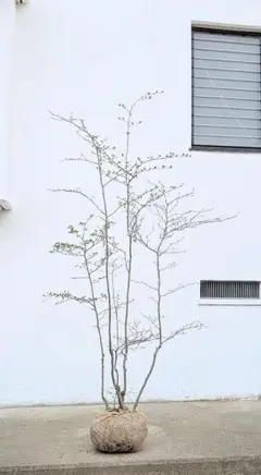 2026年最新】山採りアオハダの人気アイテム - メルカリ