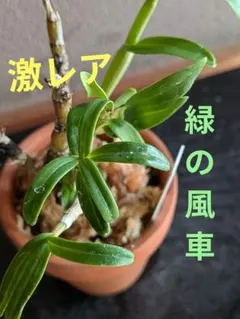 セッコク合計4鉢　瀞月2点　緑輪１点　紀州緑宝１点　おまとめ　第4種郵便　石斛 セッコク合計4鉢 瀞月2点 緑輪1点 紀州緑宝1点 おまとめ 第4種