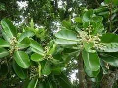 マングローブ オヒルギ 発根あり 苗 観葉植物 海干潟 水槽