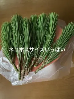 松の葉(ネコポスサイズいっぱい)のサムネイル