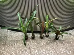 最終価格！富貴蘭 兜丸 浪速獅子 八重衣 金剛 青王錦 10鉢 - メルカリ
