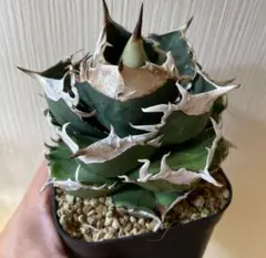 アガベ36株まとめ売り アガベ36株まとめ売り - メルカリ