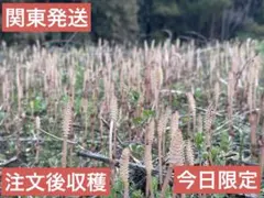 つくし300g