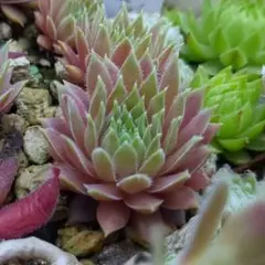 Jelly Bean センペルビウム　多肉植物　ピンク系のサムネイル