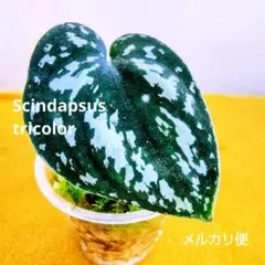 大特価❣️希少！Scindapsus グリーンアーミートリカラースプラッシュ　D メルカリ