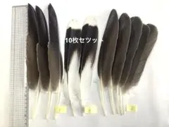 ハリスホークの尾羽根9本 矢羽、弓道、端午の節句、羽箒 ハリスホークの尾羽根9本 矢羽、弓道、端午の節句、羽箒 - メルカリ