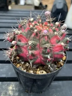 ギムノカリキウム　ミハノビッチ　緋牡丹錦のサムネイル