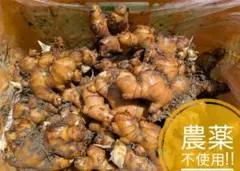 長野県産信州 三尺ささげインゲン豇豆角8kg - メルカリ
