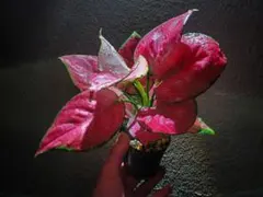 まっさ様 リクエスト 2点 まとめ商品