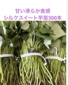 シルクスイート　300本　新鮮さつまいも苗　無農薬 シルクスイート 15本 新鮮さつまいも苗 無農薬 - メルカリ