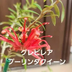 グレビレア ドーンパープル ② ネイティブプランツ オージープランツ