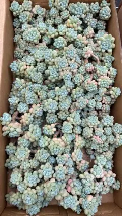 BX1097 ストロベリームース 32株 多肉植物 抜き苗 エケベリア - メルカリ