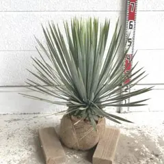 実生】ユッカロストラータ(7号鉢)ドライガーデン好きに - メルカリ