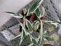 希少選抜優良株！ムサ フロリダ 斑入りバナナMusa Florida - メルカリ