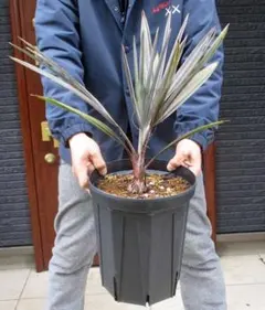 2026年最新】ユッカの人気アイテム - メルカリ