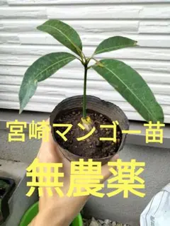 グルミチャマ 実生苗 - メルカリ