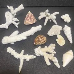 貝殻・サンゴまとめ売り⚫︎珊瑚 インテリア　アクアリウム　置物　飾り 天然