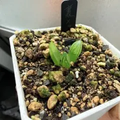 多肉植物 ハオルチア 裏般若x玉玲瓏 実生未繁殖苗 7cm鉢 未来立派苗 Yahoo!オークション - 多肉植物 ハオルチア 裏般若実生 '玉玲瓏' 葉
