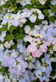 2026年最新】紫陽花 苗の人気アイテム - メルカリ