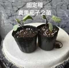 machaaki_0719様 リクエスト 2点 まとめ商品