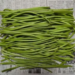 国産　農薬不使用　さつまいものつる　ネコポス　本日10月16日収穫　約400ｇ①