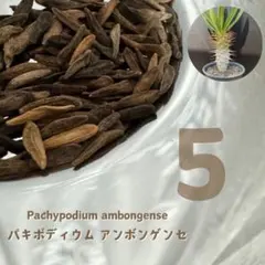 2026年最新】パキポディウム アンボンゲンセの人気アイテム - メルカリ