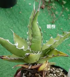 アガベ ロファンサ 五色万代 クアドリカラー 子株 カキコ - メルカリ