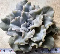 s*a様 F3513新入荷　マディバxバレリーナ　エケベリア　多肉植物　撮影2月