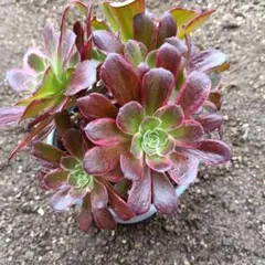 多肉植物。 花蝴蝶法師錦カット苗1頭 - メルカリ