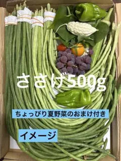 ささげ500g (ちょっぴり夏野菜のおまけ付き)のサムネイル