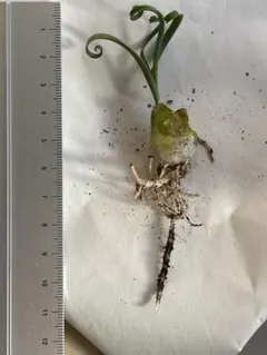 mrk◆ゆるりと再出品様 リクエスト 2点 まとめ商品