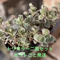 あやの様 リクエスト 7点 まとめ商品