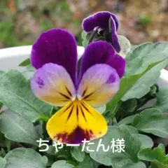 ちゃーたん様専用です。