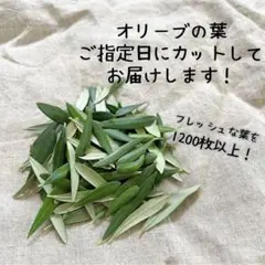 オリーブの葉　オリーブリーフ　リーフシャワー　　1200枚プラス予備100枚