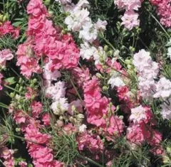 千鳥草 ピンクミックスの種 家庭菜園