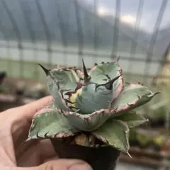 アガベ激シマリBBブラックアンドブルー白覆輪斑入り抜き苗発送 アガベ激シマリBBブラックアンドブルー白覆輪斑入り抜き苗発送