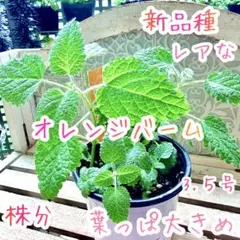 天使のピアス DREAM エンジェルクローバー ドリーム 寄植え 苗 株分
