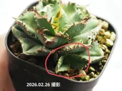 2026年最新】皇冠 子株の人気アイテム - メルカリ