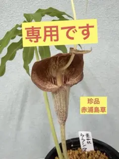 サトイモ科 テンナンショウ Arisaema melanostomum - メルカリ