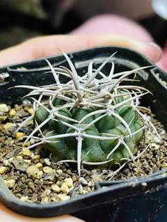 2026年最新】フェロシオールの人気アイテム - メルカリ