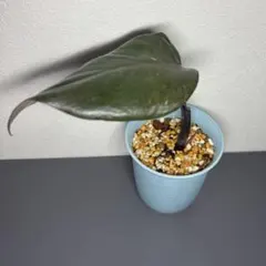 【発根・新芽あり】フィロデンドロン ピンクプリンセス 鉢植え★良血統のサムネイル