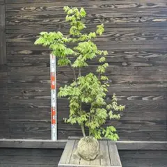 桂（カツラ）植木　庭木　【品番3545】 桂（カツラ）植木 庭木 【品番3545】 - メルカリ